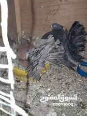  3 الاصمعي جديد قرب جامع سهلاني