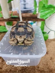  5 Sulcata tortoise