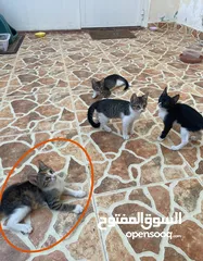  3 قط للتبني - kitten for adoption
