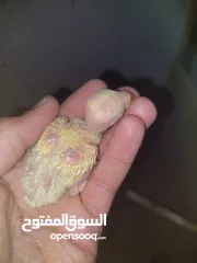 1 فراخ روز طفرات مميزة للزق اليدوي أقرا التفاصيل/ كوكتيل حب جرين شيك اليف جوز فحل طيرة فرخ هدد زق يدوي