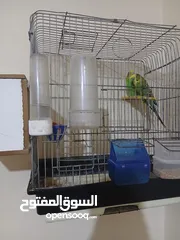  2 جوز طيور حب للبيع