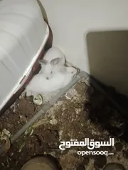  1 جوز أرانب فرنسيات10جاوا