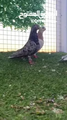  2 اربع فحول وطيره