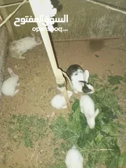  4 صيصان باكستاني اصلي