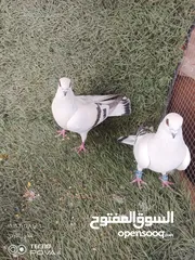  12 كوم 30 حبة تنضيف سطح جواز فحول طواير فراخ