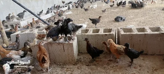  7 موجود صوص بلدي