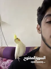  1 Cute and beautiful Cockatiel parrot ( Trained )