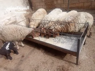  6 7 نعاج مقنوي ما شاء الله سن وديد ثنتين والدات وحده خاروف عمره شهرين ووحده معها عابوره وثنتين درار