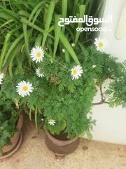  24 زريعه زينه للبيع