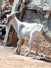  2 للبيع ثني كفاله هداد علي ردد