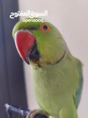  6 ترويض وتدريب ببغاء الدرارة الهندي الشرس ببغاء صيد خلال شهر فقط بتستلمو اليف مية بالمية ما بعض نهائي
