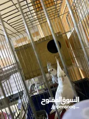  3 انثى كوكتيل البينو عين حمرا اليف ولعوب وهادي وشغاله جوز روز شغلات واليفات امنتيجات عندي وذكر روزاليف