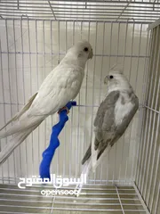  9 طيور مميزة للبيع