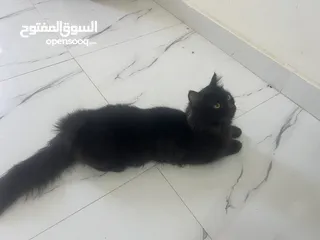  1 قطط شيرازيات