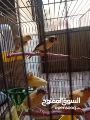  4 فراخ كنار وفراخ كوكتيل للبيع