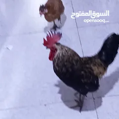  3 ديج ودجاجتين عرب اصلي بياضات