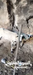  3 قبرصي الاصلي وراها عبوره السن ثلاث حبات العبوره عمرها  3  سهور