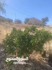  3 4 شجرات بوملي
