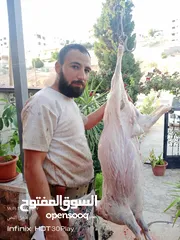  12 لحام متنقل ذبح أضاحي خاروف عجل بلدي جمل غنم بلدي روماني برزيلي كولمبي اسباني خروف بلدي جزار متنقل