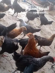  6 فراخ بلدي عمر شهرين ونص مطعمات جميع التطعيمات اي بي ولقاح ونيونكسل