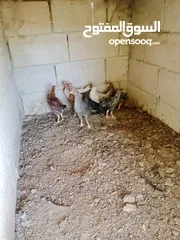  1 فراخ للبيع العمر 3 شهور