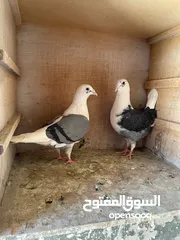  10 حمام ما شاء الله للبيع شوف الوصف