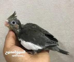  9 ببغاء كوكتيل