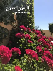  7 Mini resort