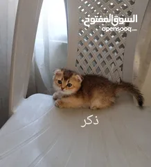  8 كتين سكوتش فولد وستريت