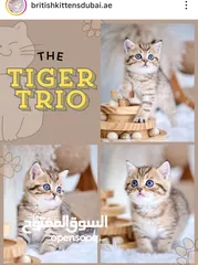  1 Scottish British shorthair longhair kittens British shorthair Scottish fold kittens Scottish