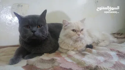  3 ذكر بريتش بيور جيم