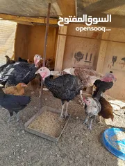  2 ديوك حبش للبيع العدد ثلاث