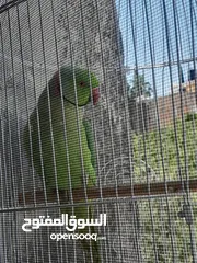  4 شيكو  ببغاء درة هندي يقلد صوت القطة  وسكر ا تصفر وتحاول الكلام مع قفص واكل التوصيل داخل نابلس بعشرين