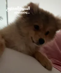  7 Pomeranian Puppy   with passport الكلب