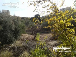  8 ارض مميزة مطلة ابو السوس غرب عمان عدة قطع في المنطقة.