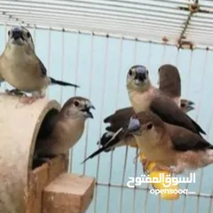  2 8 حبات عصافير بنقز  زيبرا طيور الجنه الافريقي