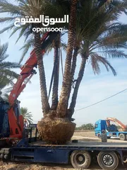  12 بيع نخيل مثمر وزينه وشنطونيا