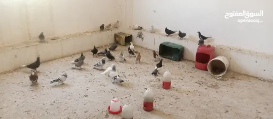  3 حمام العدد25