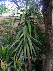  8 نباتات زينة