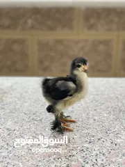  9 صيصان براهمي لبيع