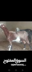  3 بسم الله الرحمن الرحيم معز مقنوي مكفول ظحيه او مقنوي سن حبات وقطعه وشكل مشاء الله