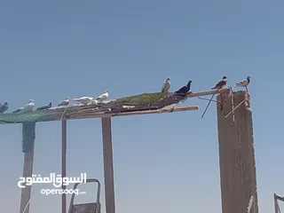  1 حمام كش الوان البيع.  في حمام زق  البيع