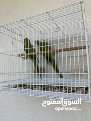  5 طيور حب - Love birds + زوج درة هندي منتج مع القفص     Indian parrot couple cage included