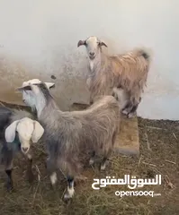  2 غنم تيس فحل