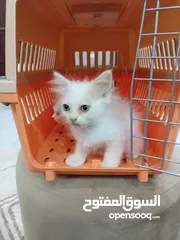  5 بيع قطط شيرازي صغيرة عيون زرقاء جميع الوان