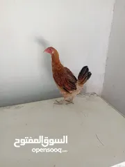  2 دجاجه عرب بياضه رس القديم شرط صحه