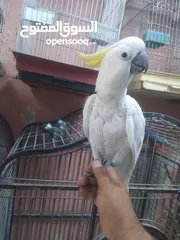  3 كوكاتو سلفر اكرستد متكلام اليف مزرعة  اليف جدا جدا