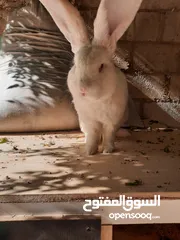  1 فحل اوكراني نخب ابيض