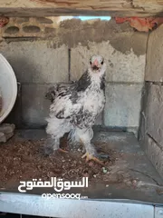  4 صيصان براهمي جامبو عمر شهرين