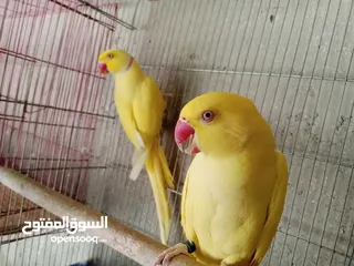  7 جواز دره نخب شغاله